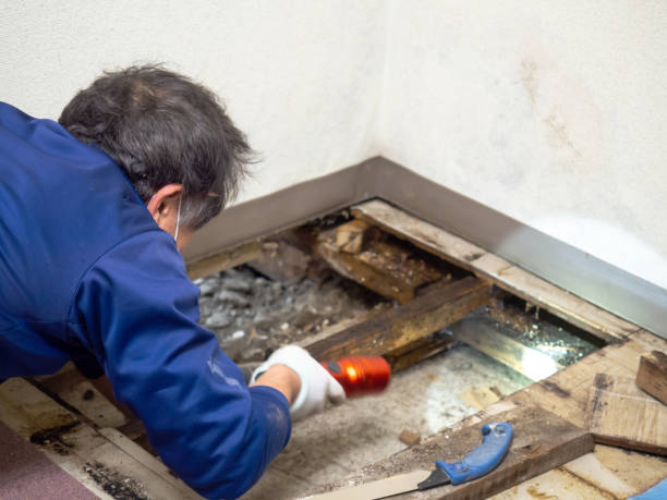 Best Post-Flood Mold Remediation in Gowanda, NY