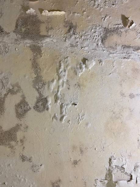 Best Bathroom Mold Remediation in Gowanda, NY
