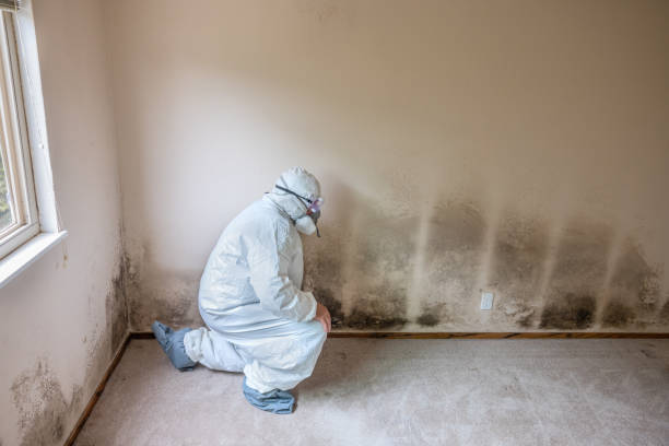 Best White Mold Remediation in Gowanda, NY