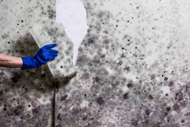 Best Residential Mold Remediation in Gowanda, NY