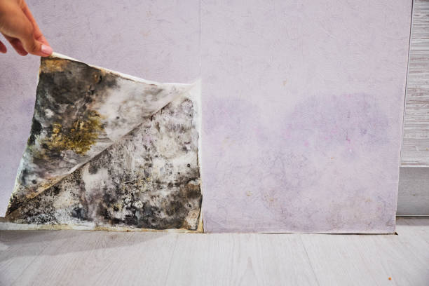 Best Basement Mold Remediation in Gowanda, NY